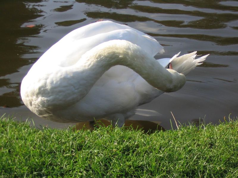 ein Schwan ist ein Schwan ist ein Schwan......