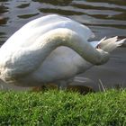 ein Schwan ist ein Schwan ist ein Schwan......