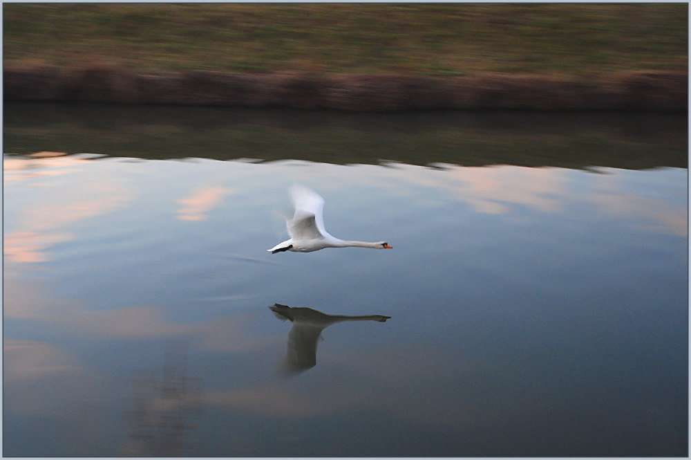 Ein Schwan kam vorbei