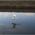 Ein Schwan kam vorbei