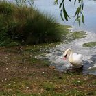 Ein Schwan kommt an Land