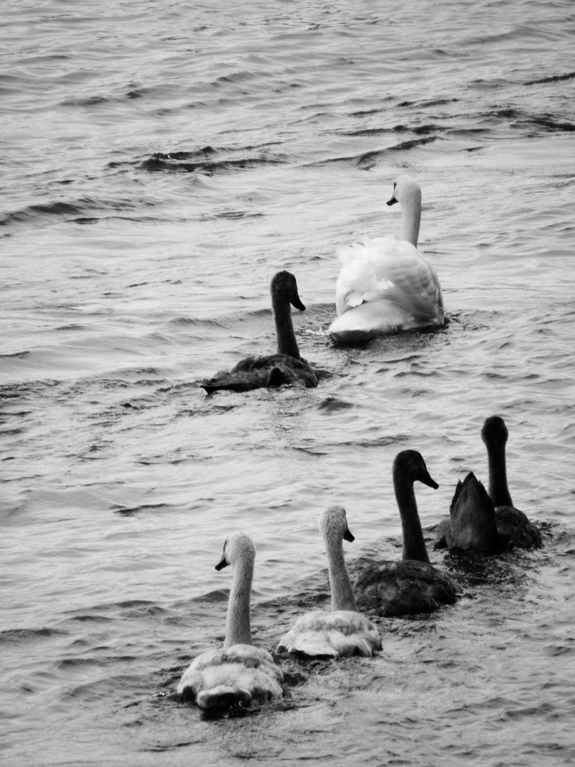 Ein Schwan kommt selten allein