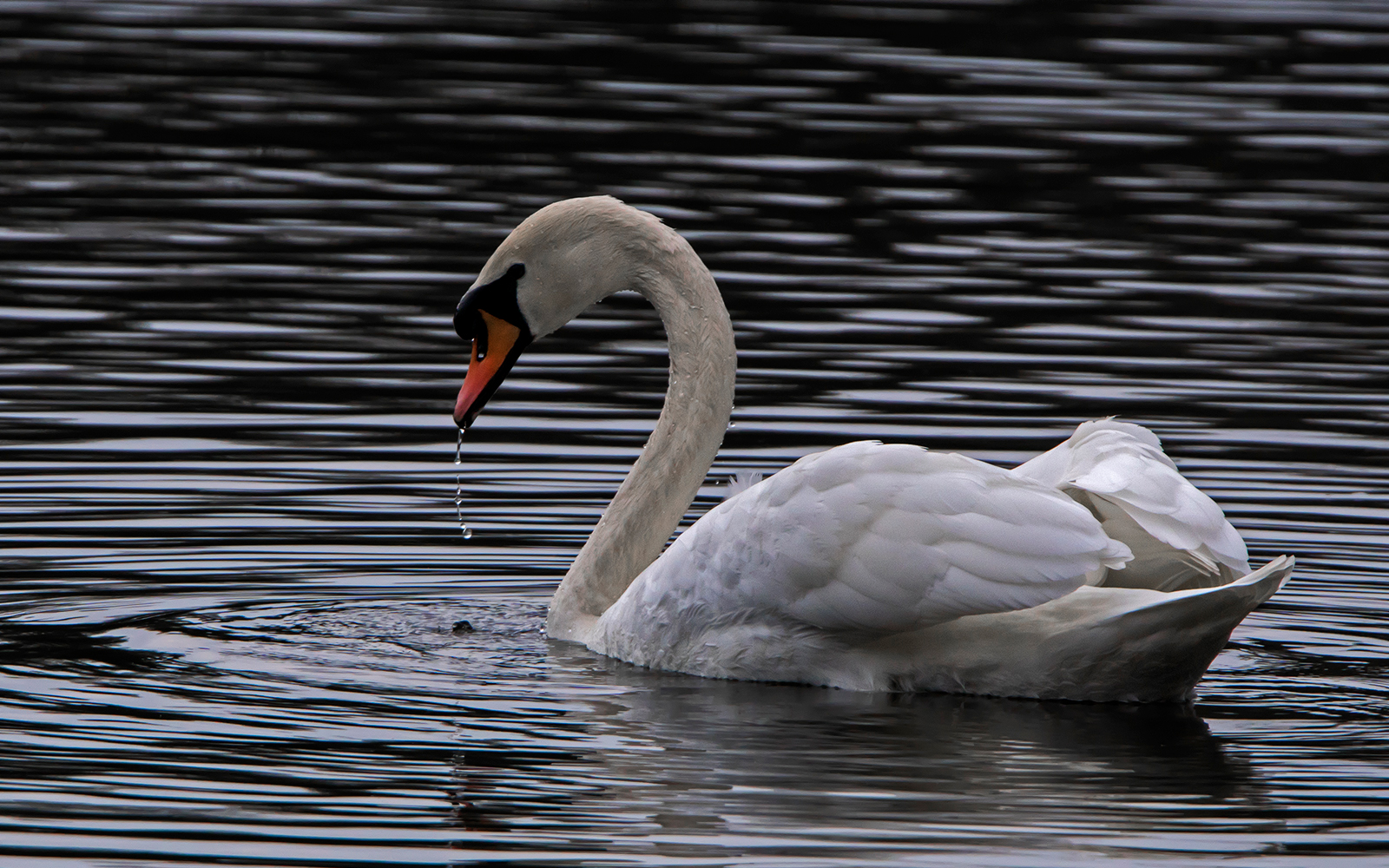 Ein Schwan kommt selten allein