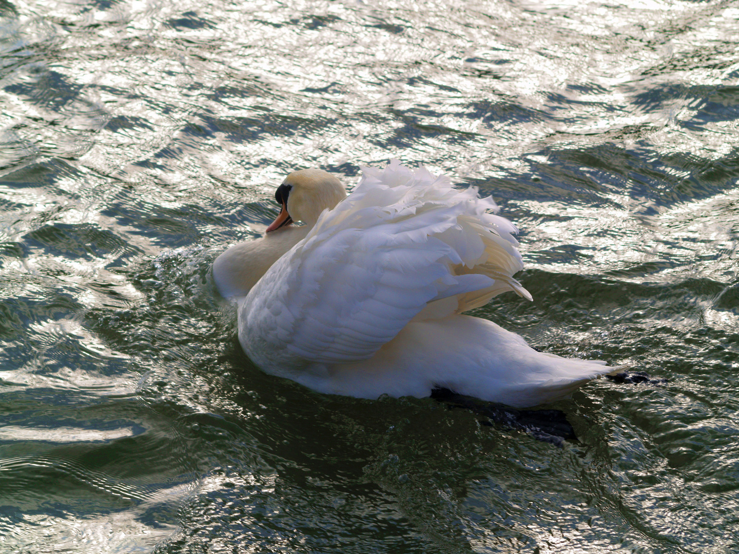 Ein Schwan mit Frühlingsgefühlen