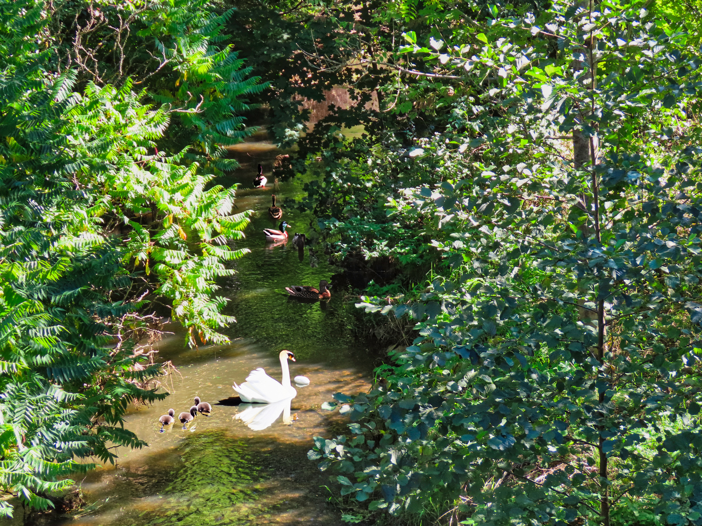 Ein Schwan mit Küken und Enten