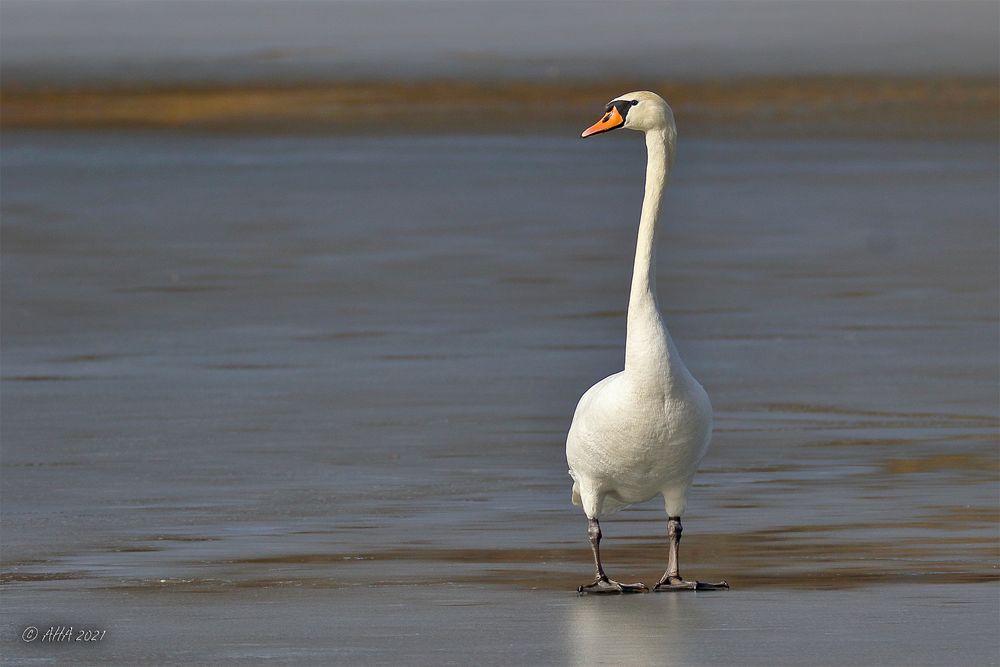 Ein Schwan namens Barbie