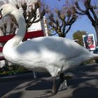 Ein Schwan on tour durch Lugano