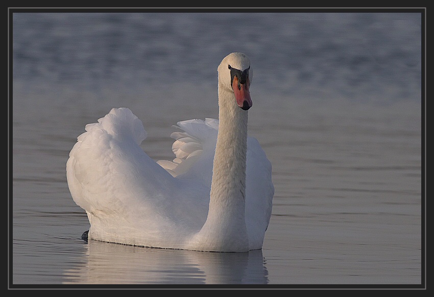 Ein Schwan schon wieder