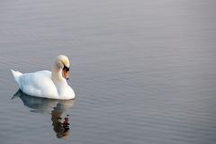 Ein Schwan so weiss wie ...