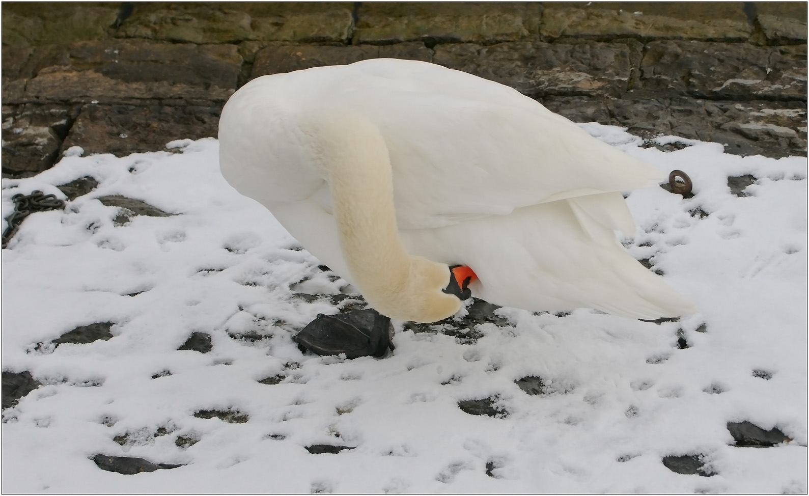 Ein Schwan so weiss wie Schnee