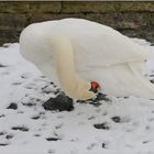 Ein Schwan so weiss wie Schnee