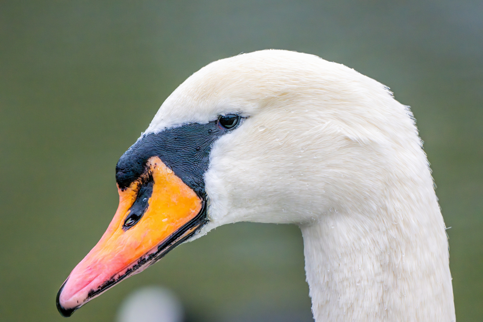 Ein Schwan so weiss wie Schnee