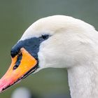 Ein Schwan so weiss wie Schnee