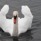 Ein Schwan so weiss wie Schnee