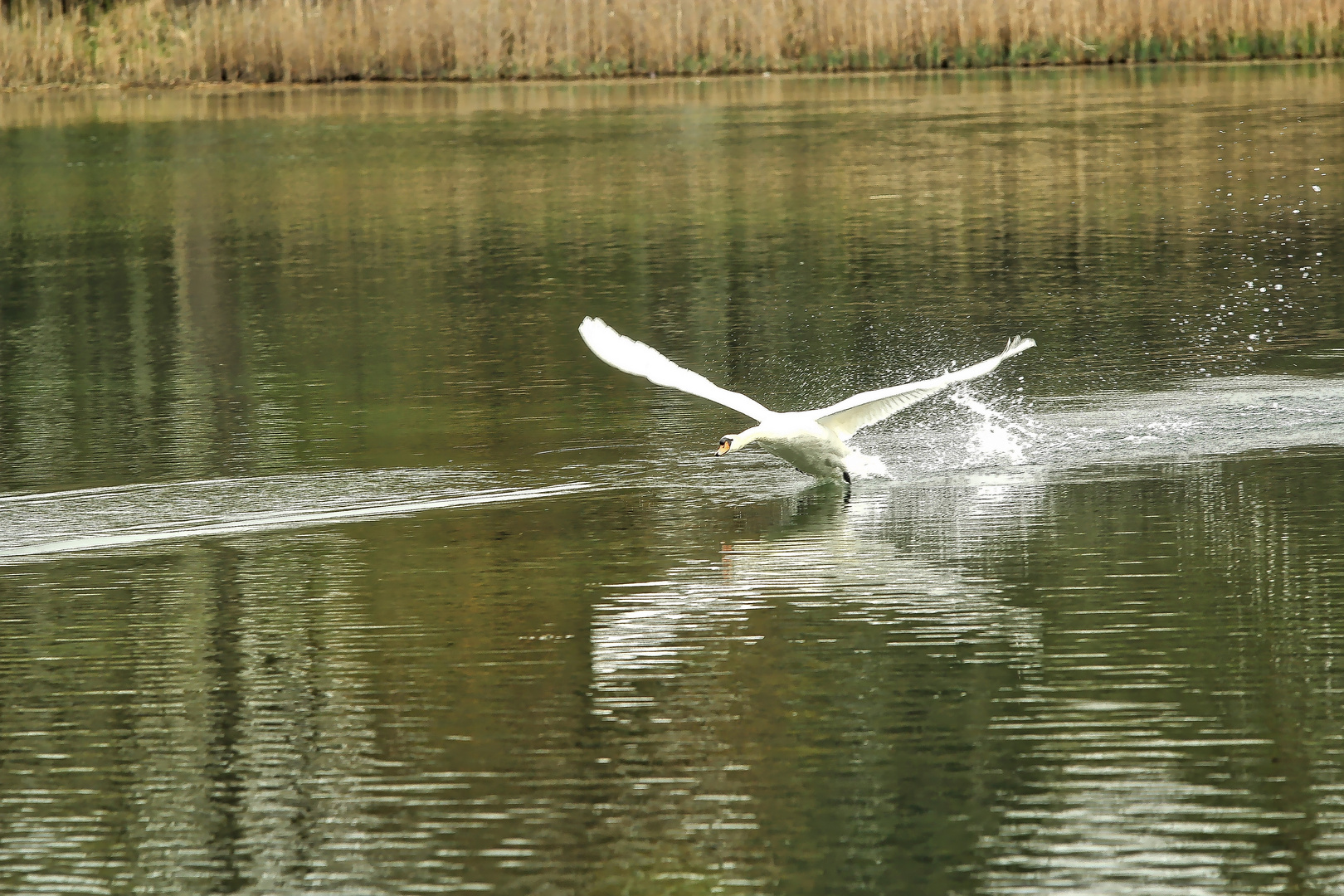 ein Schwan startet durch ..