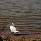 Ein Schwan steht am Rhein in der Sonne.