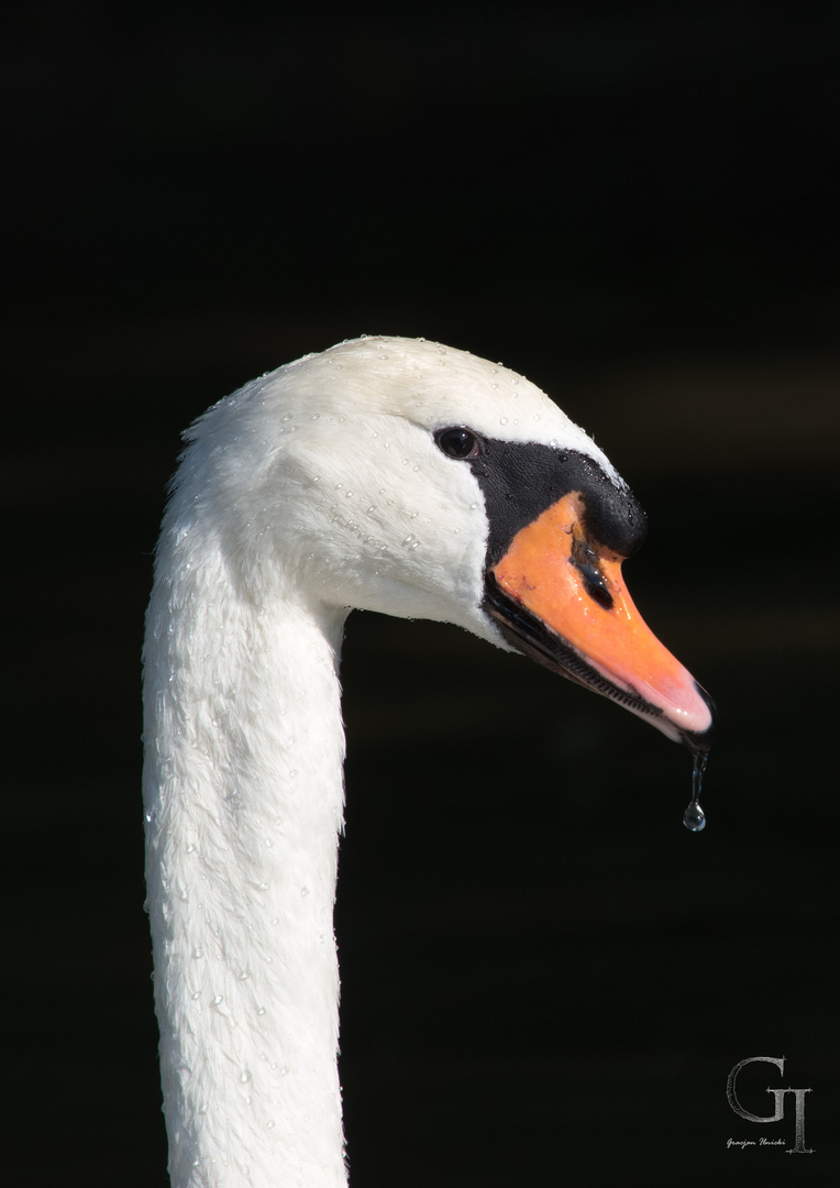 Ein Schwan Tropfen