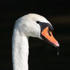 Ein Schwan Tropfen