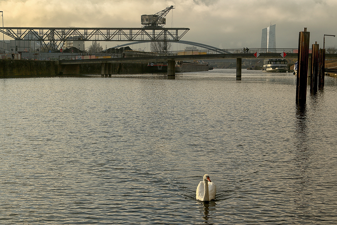 Ein Schwan und Kohle in doppelter Hinsicht