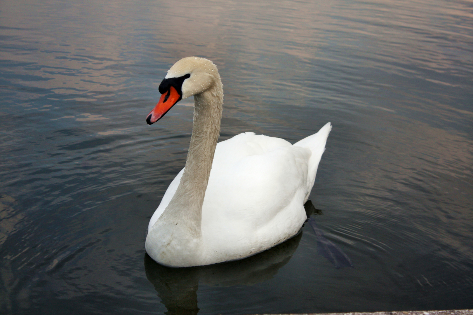 Ein Schwan vom Olympiapark