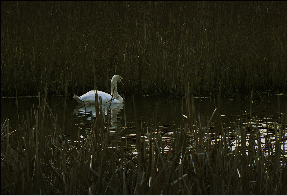 Ein Schwan vom Schwanensee