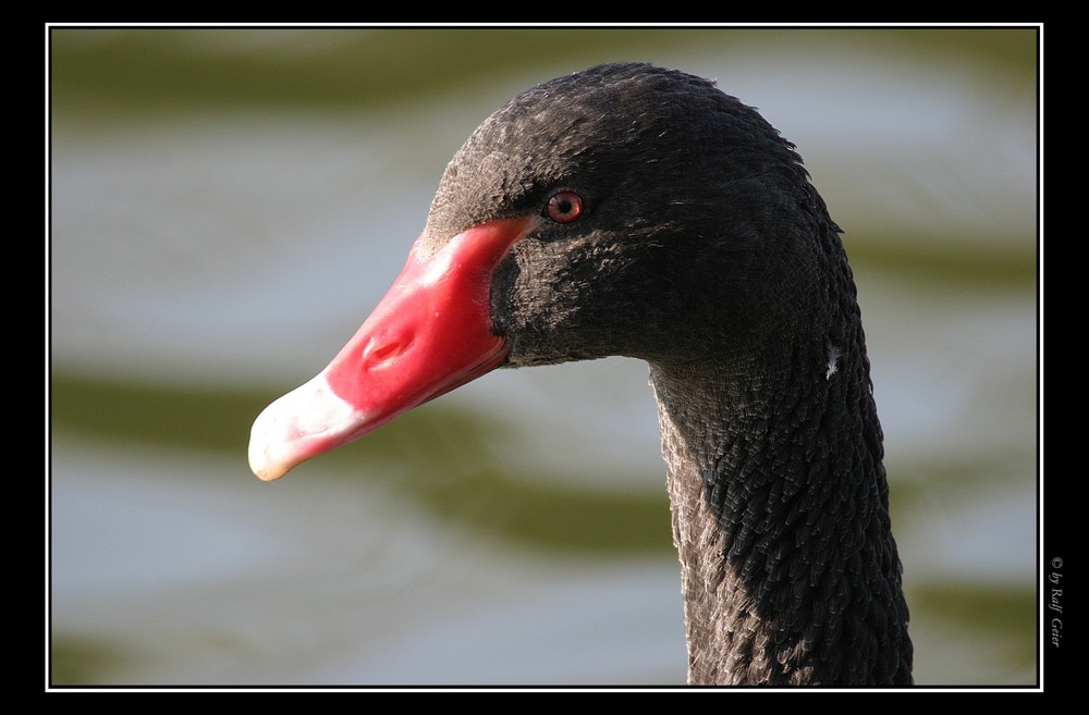 ein Schwan von Downunder