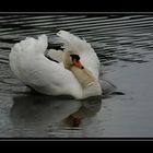 Ein Schwan, wie stolz das klingt