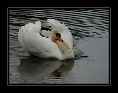 Ein Schwan, wie stolz das klingt