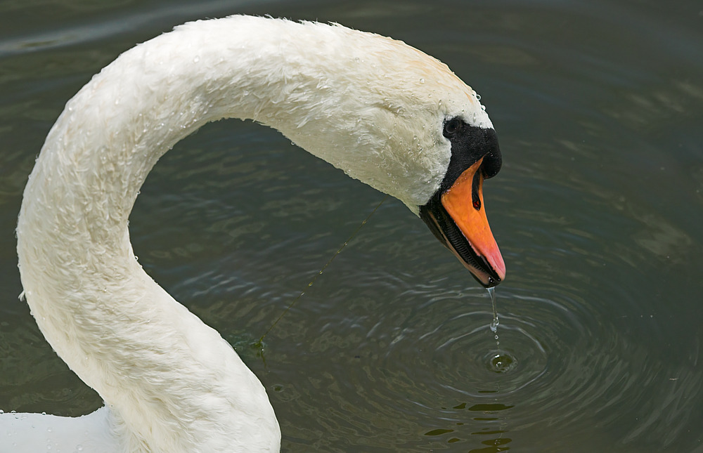 Ein Schwan zieht einen dünnen Algenfaden mit aus dem Wasser ...