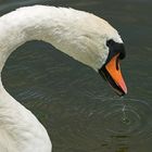 Ein Schwan zieht einen dünnen Algenfaden mit aus dem Wasser ...