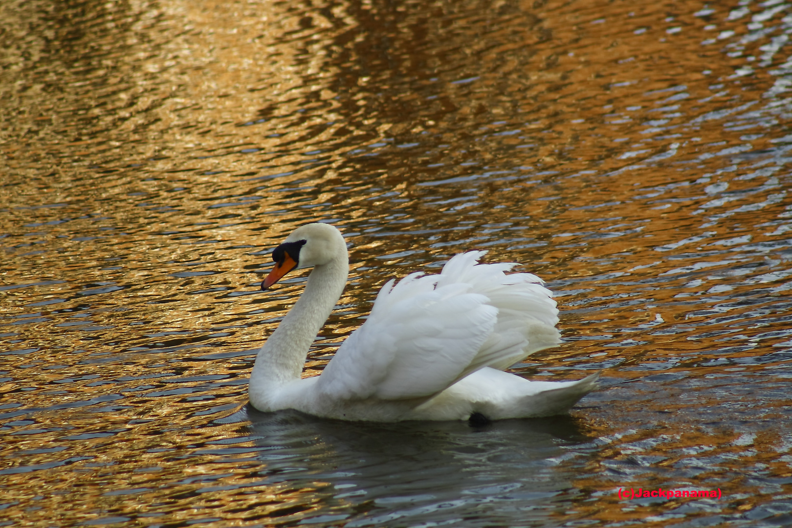 Ein Schwan zieht in der Nachmittagssonne im Schlossgraben von Schoss Herten seine Runden