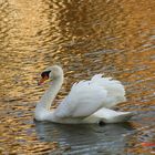 Ein Schwan zieht in der Nachmittagssonne im Schlossgraben von Schoss Herten seine Runden