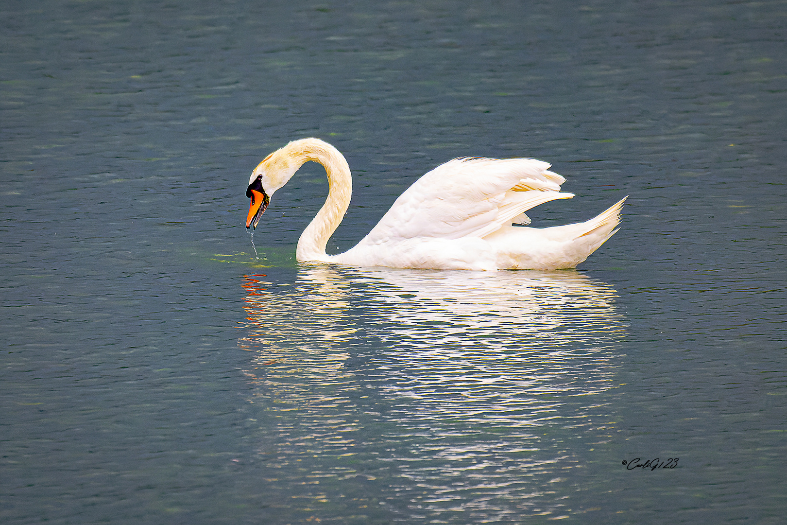 Ein Schwan zum Sonntag Nachmittag 