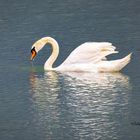 Ein Schwan zum Sonntag Nachmittag 