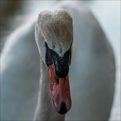 Ein Schwanen-Portrait