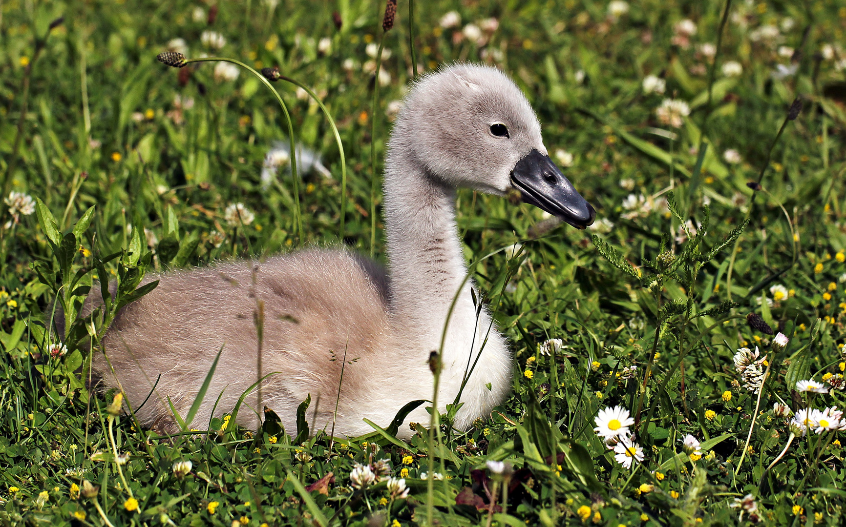 Ein Schwanenbaby von 7