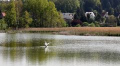 ein Schwanenkönig wirft sich in Pose