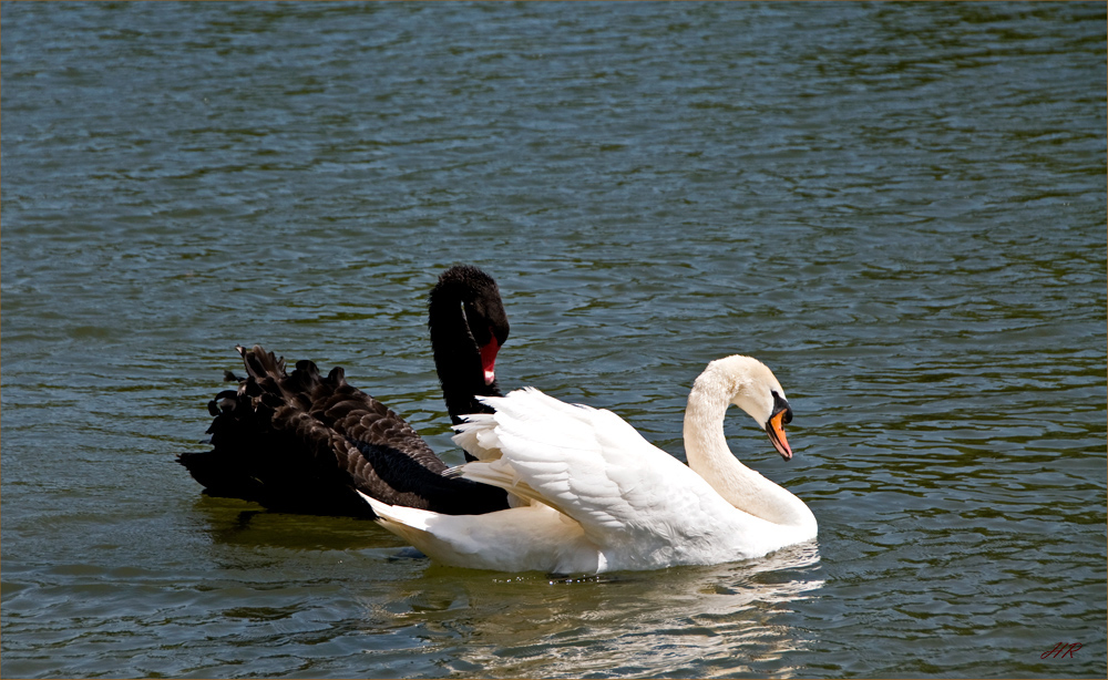 Ein Schwanenpaar im Schlosspark von Leeds Castle