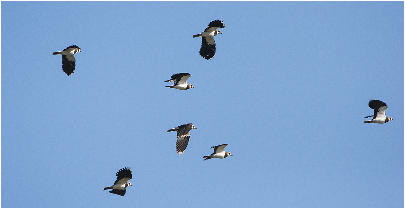 Ein Schwarm Kiebitze (Vanellus vanellus) . . .