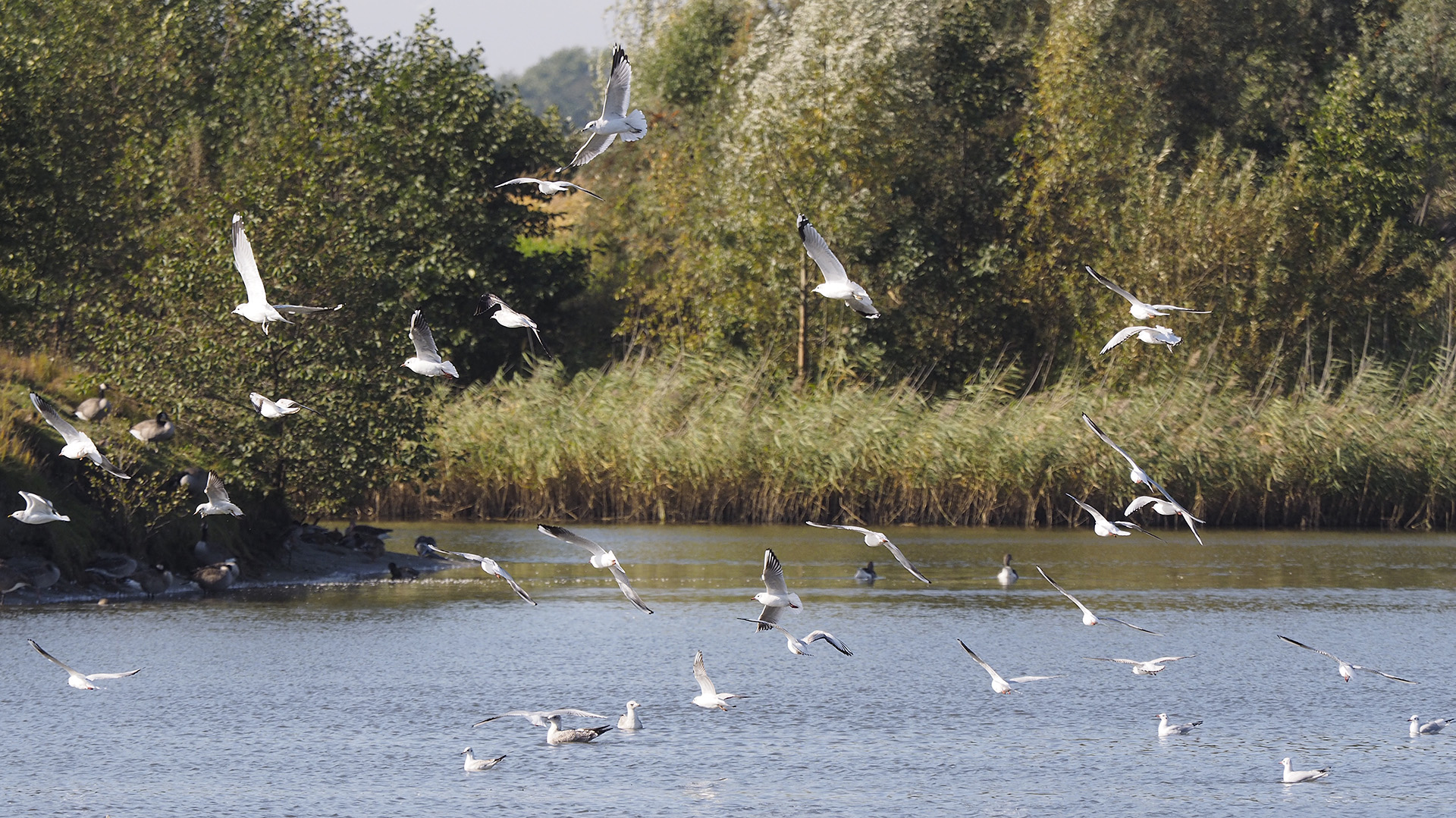 Ein Schwarm Lachmöwen über dem Altenbrucher See hinterm Deich bei Cuxhaven