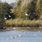 Ein Schwarm Lachmöwen über dem Altenbrucher See hinterm Deich bei Cuxhaven