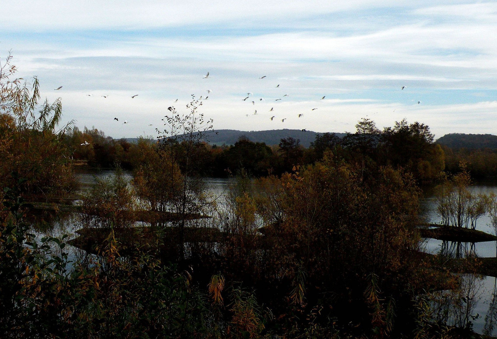 Ein Schwarm Silberreiher an einem der Northeimer Kiesseen.