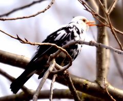 Ein....... schwarz-weißer Vogel