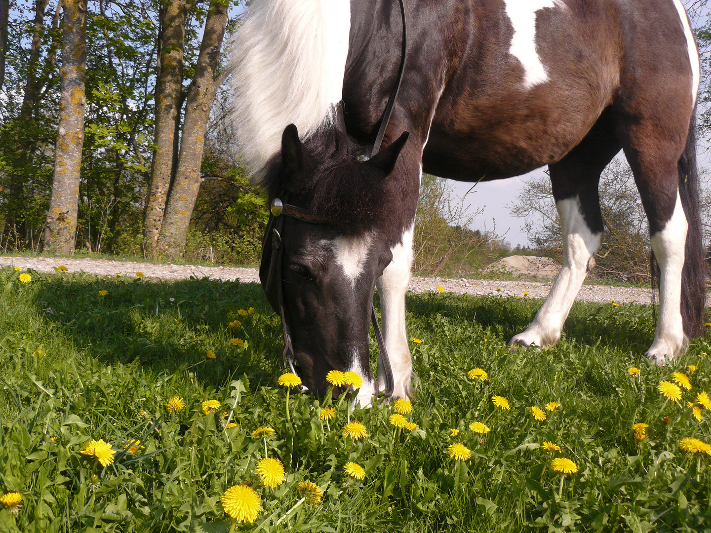 ein schwarz weißes Pony ...