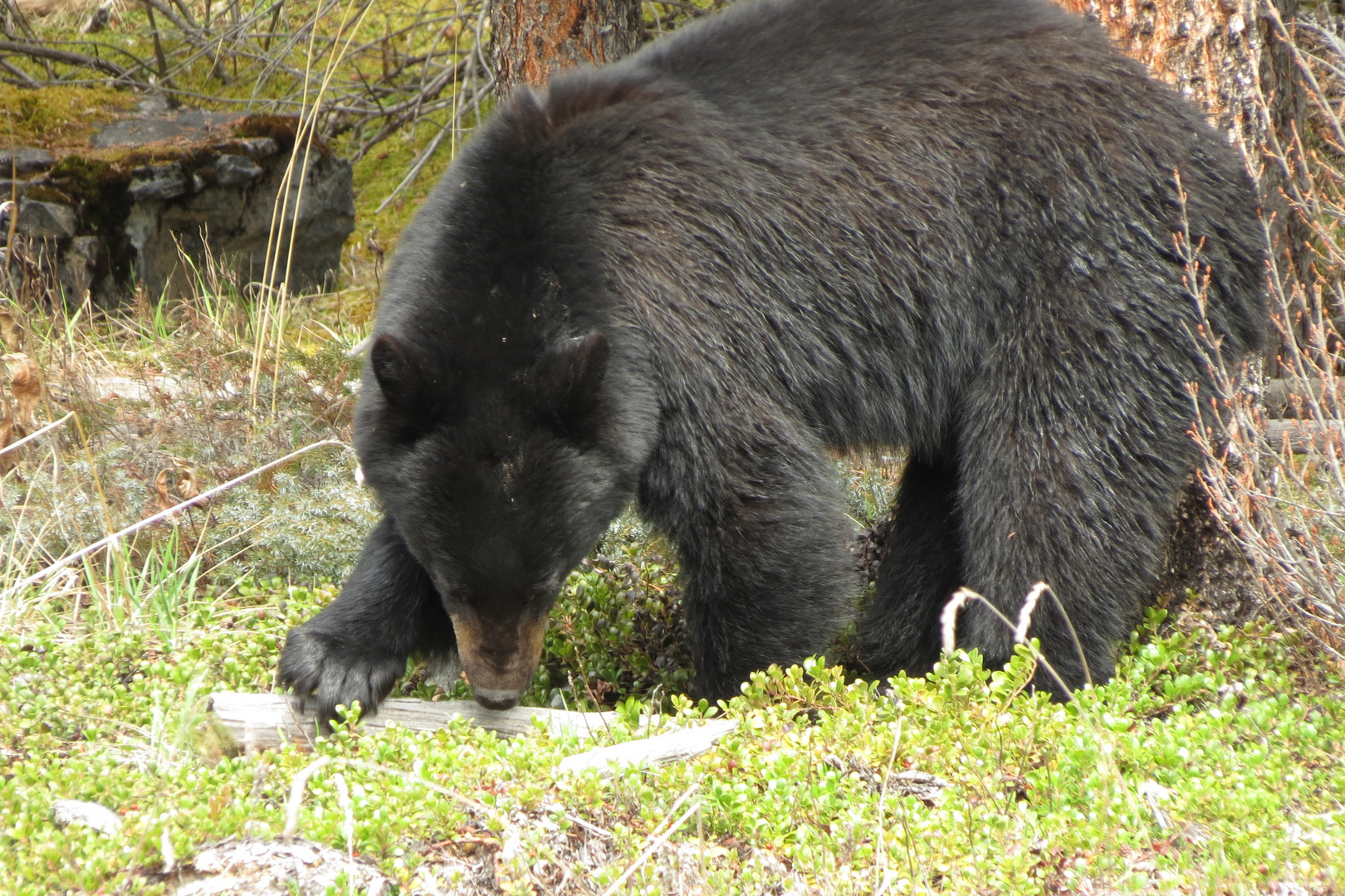 Ein Schwarzbär in Banf Nationalpark, Kanada Alberta.