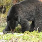 Ein Schwarzbär in Banf Nationalpark, Kanada Alberta.