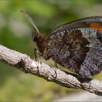 Ein Schwarzer aus Bayern (2)