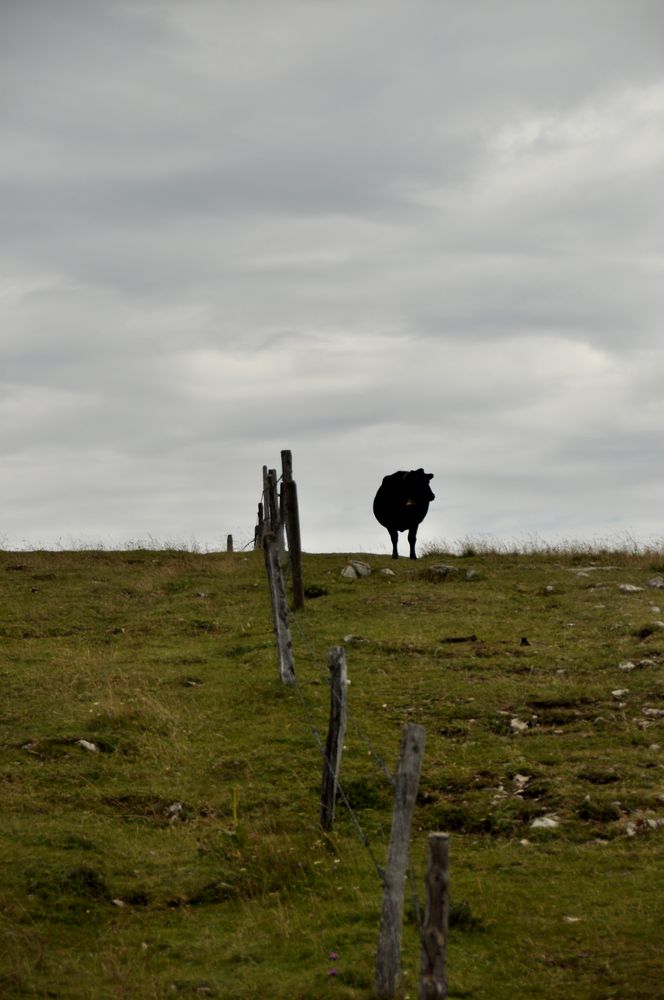 Ein schwarzer Fleck in der Landschaft, Muh