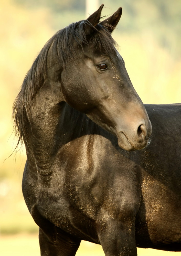 Ein schwarzer Hengst