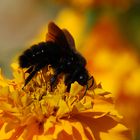 Ein schwarzer Hummel # Un abejorro negro